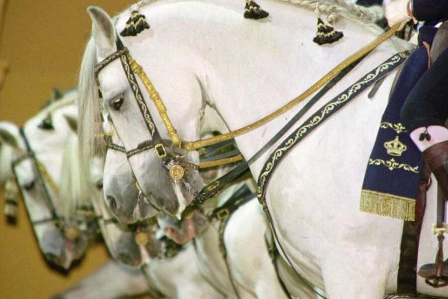 From Seville: Tour of Jerez with Horse Show & Wine Tasting - Should you book?