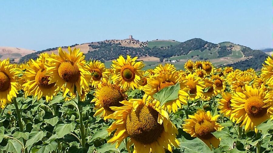 From Seville: White Villages and Ronda Full-Day Trip - At a glance