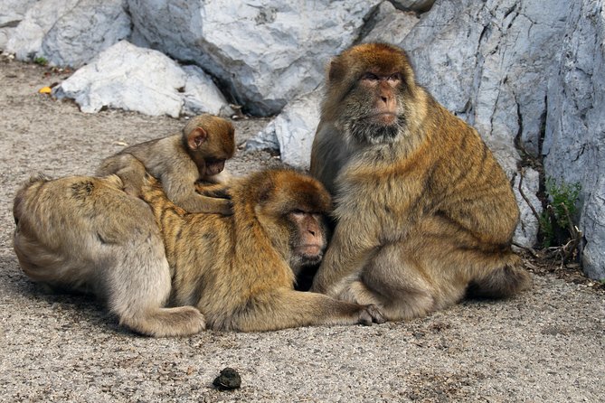 Gibraltar Day Trip from Seville + Rock Tour - Should you book?