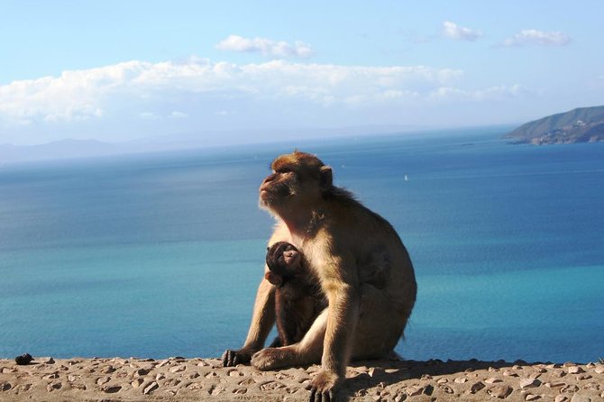 Gibraltar with Rock of Gibraltar & St. Michael Cave from Seville - On the Rock: macaques, views, and a brisk pace