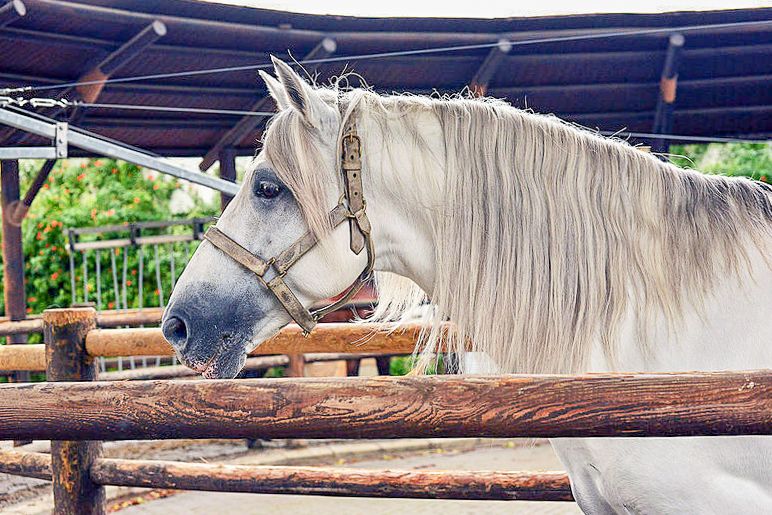Jerez: Royal Andalusian School of Equestrian Art Admission - Make the two-hour visit work for you