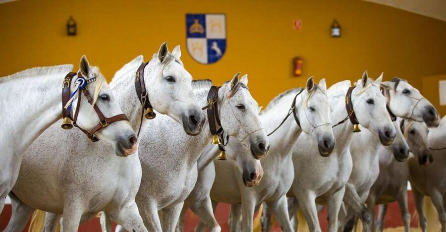 Jerez: Yeguada de la Cartuja Carthusian Horses Tour - The details that make this visit worth considering