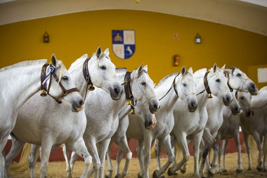Jerez: Yeguada de la Cartuja Carthusian Horses Tour - A Carthusian breeding tradition near Jerez