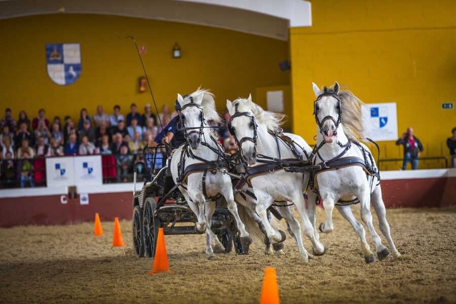 Jerez: Yeguada de la Cartuja Carthusian Horses Tour - Foals, mares and the work of preserving a breed