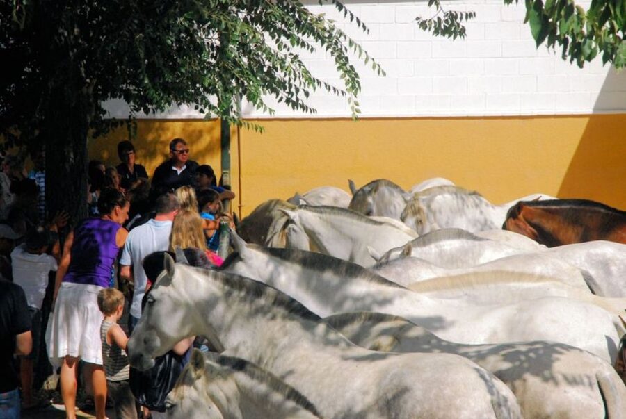 Jerez: Yeguada de la Cartuja Carthusian Horses Tour - Who should book this tour?