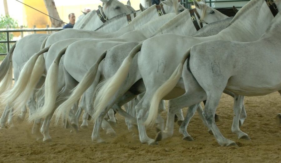 Jerez: Yeguada de la Cartuja Carthusian Horses Tour - FAQ