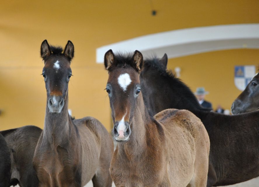Jerez: Yeguada de la Cartuja Carthusian Horses Tour - From the ticket office to the farm’s horses