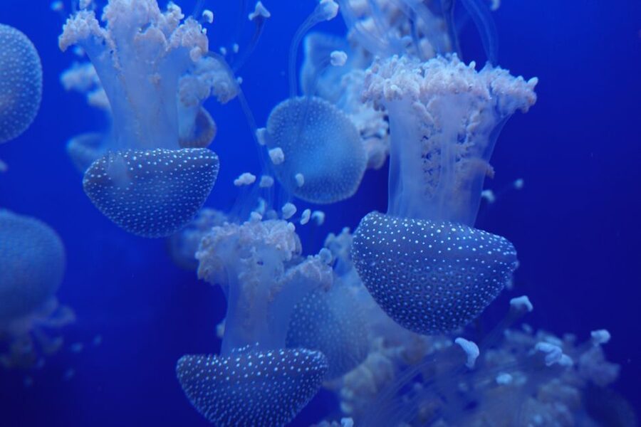 Seville Aquarium Admission Ticket - Should you book the Seville Aquarium?