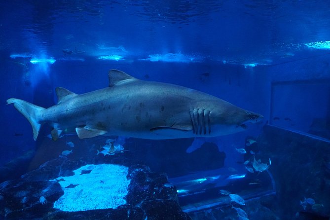 Seville Aquarium Admission Ticket - Small tanks reward a slower pace