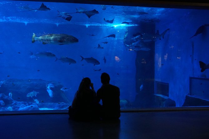 Seville Aquarium Admission Ticket - Look for the axolotl