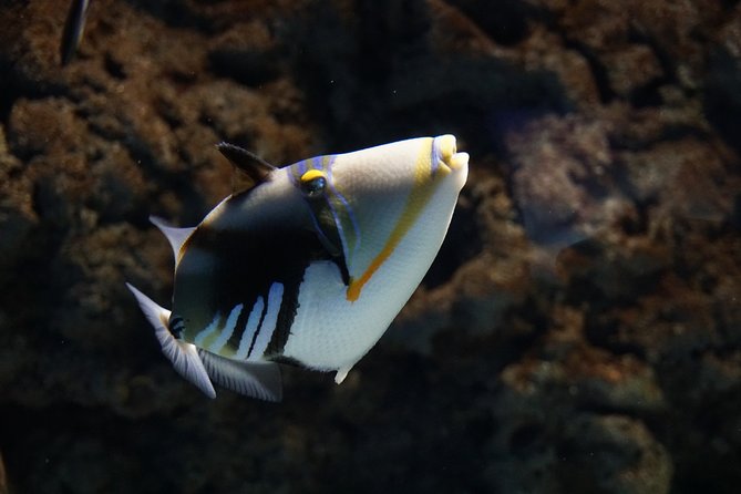Seville Aquarium Admission Ticket - Is the $20 ticket good value?