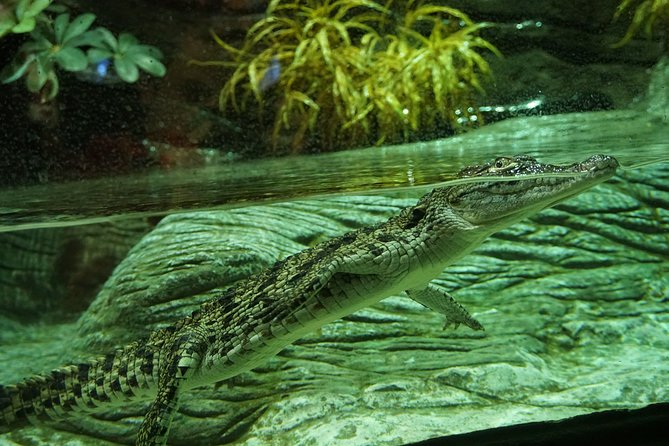 Seville Aquarium Admission Ticket - Small practical details that help