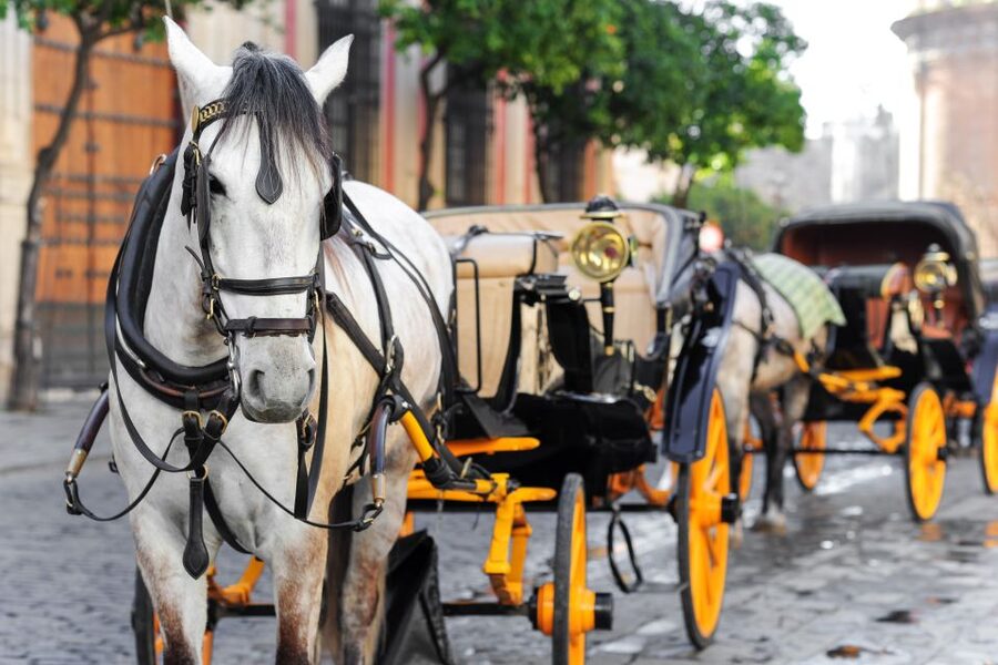 Seville: Authentic and Romantic Horse-Drawn Carriage Ride - Commentary, language and the people guiding the ride