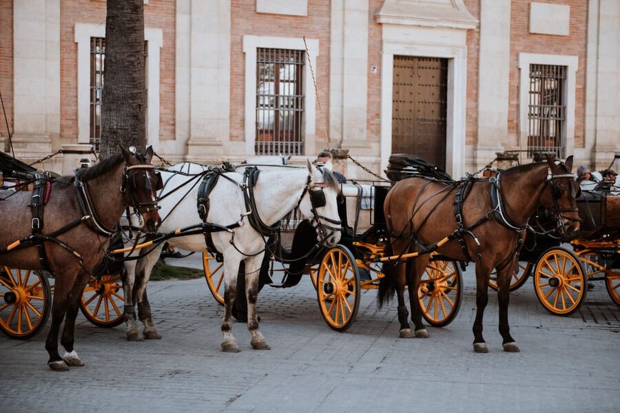Seville Jewish Quarter walking tour: Santa Cruz District - Comfort, timing and accessibility