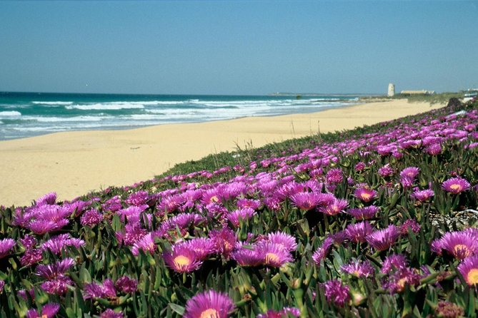 Spain's Best Beaches: Day-Trip from Seville - From Seville to the Atlantic