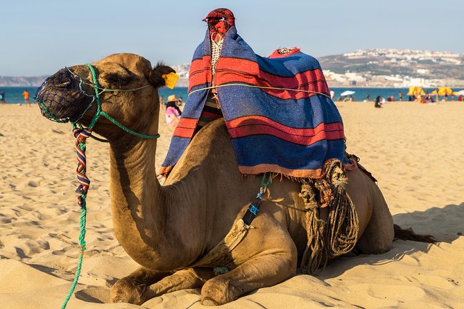 Tangier (Morocco) Day Trip from Seville with Local Guide - The Strait of Gibraltar: A Ferry Crossing With Passport Checks